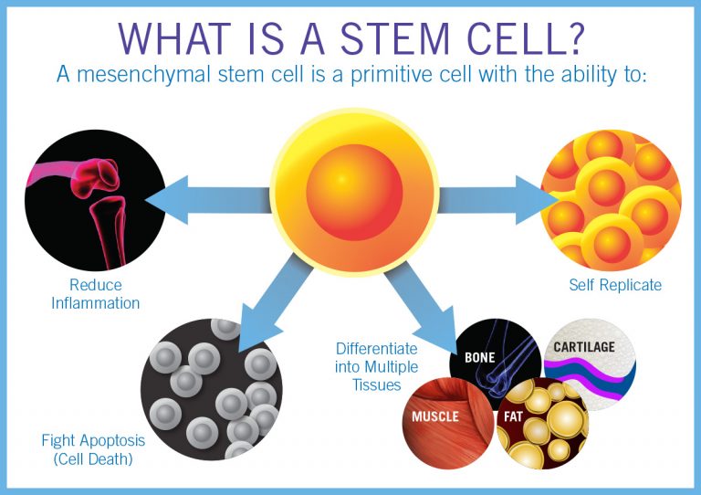 Stem Cell Therapy - What are Stem Cells